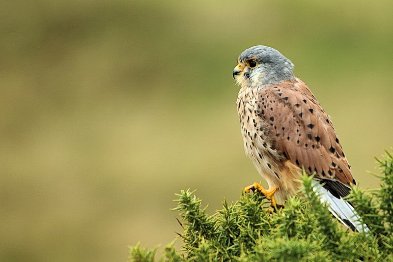 File:Kestrel - Durdle Door (29250199703).jpg