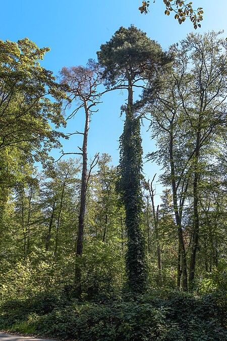 Kiefern Eberstadt