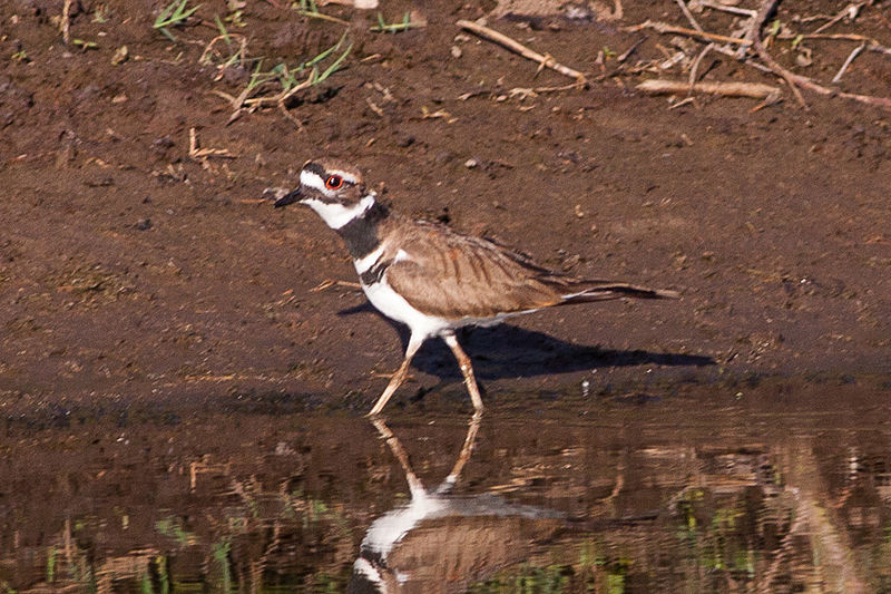 File:Killdeer (Charadrius vociferus) (8079377133).jpg