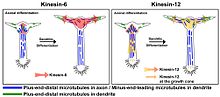 Model for co-regulation of microtubule polarity in axons and dendrites by different mitotic kinesins. During axonal differentiation, forces generated by cytoplasmic dynein drive plus-end-distal microtubules into the axon and nascent dendrites (not shown). (A) Forces generated by kinesin-6 at the cell body oppose the forces generated by cytoplasmic dynein, restricting the transport of plus-end-distal microtubules into the axon. As the neuron matures, kinesin-6 fuels the transport of short microtubules with their minus-end distal into all of the processes except the one designated to remain the axon, thus causing the other processes to differentiate into dendrites. (B) Forces generated by kinesin-12 behave similarly to kinesin-6 with regard to introducing minus-end-distal microtubules into the dendrite, but kinesin-12 is also present in the axon and growth cone, pushing plus-end-distal microtubules back toward the cell body. As a result, kinesin-12 behaves like kinesin-6 with regard to dendrites but produces effects more like kinesin-5 with regard to the axon. Kinesin-6 and Kinesin-12.jpg