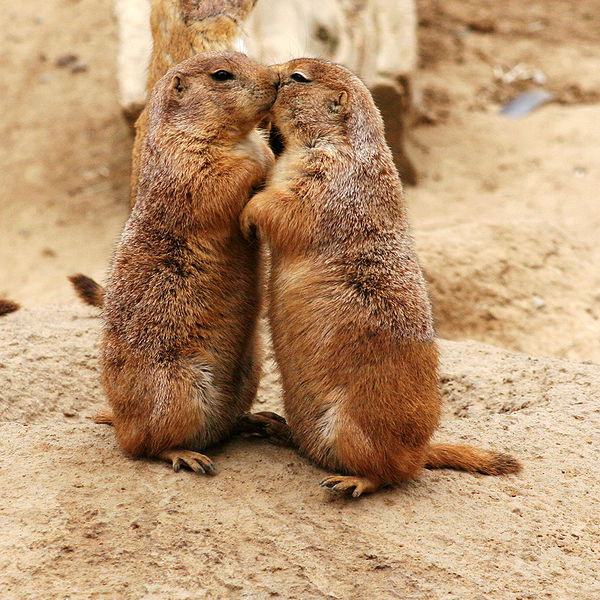 File:Kissing Prairie dog edit 2.jpg