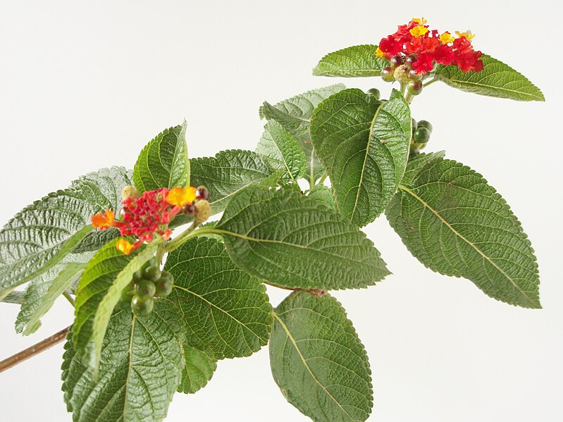 File:Lantana 20101113.jpg