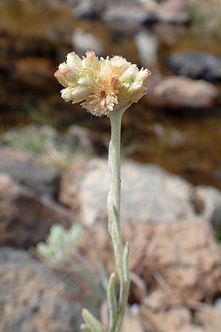 <i>Laphangium</i> Genus of flowering plants