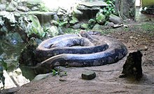 In Ragunan Zoo, Terrarium, South Jakarta, Indonesia Large Python Ragunan Zoo.jpg