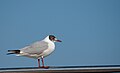 * Nomination: Change of plumage between winter and summer on a Larus ridibundus. Zil 08:43, 23 February 2009 (UTC) * Review Should IMHO been rotated a bit to the right and cropped --Mbdortmund 10:13, 23 February 2009 (UTC  Comment The metal bar was not horizontal, bird will be head downif I tilt it. Zil 11:21, 23 February 2009 (UTC))