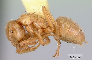 <i>Lasius pubescens</i> Species of ant