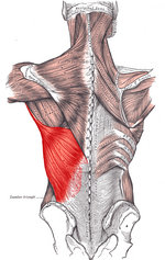 Miniatyrbilete for Musculus latissimus dorsi