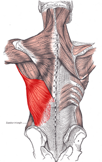 العضلات الواصلة بين الطرف العلوي والعمود الفقري. العضلة الظهرية العريضة اليسرى تظهر على اليسار باللون الأحمر الفاقع