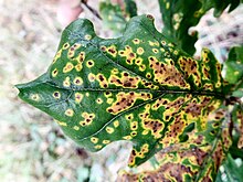 Leaf spot on oak. The spread of the parasitic fungus is limited by defensive chemicals produced by the tree, resulting in circular patches of damaged tissue. Leaf Spot on Oak in Gunnersbury Triangle.jpg