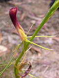 Thumbnail for Cryptostylis hunteriana