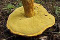 Rugiboletus extremiorientalis von unten