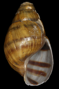 August 11: Lectotype of the snail Elimia ampla (MCZ 161735).