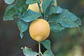 Lemon (Avidan-Gans) (2147693881).jpg