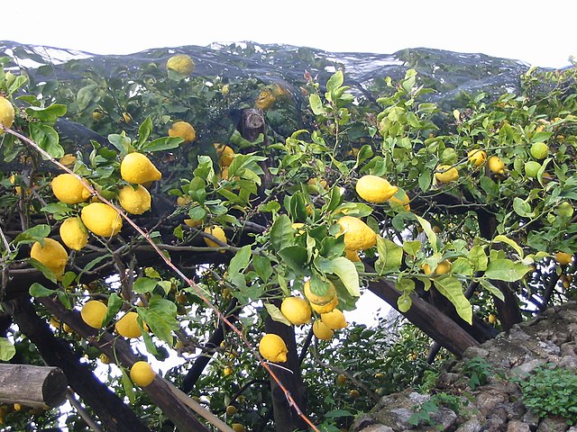 Lemon (color) - Simple English Wikipedia, the free encyclopedia