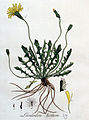 Leontodon saxatilis (as syn. Leontodon hirtum) plate 279 in: Flora Batava vol. 4, (1822)