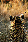 A female leopard with white markings on the backs of her ears