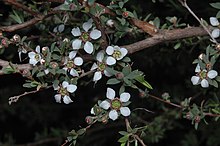 Leptospermum divaricatum.jpg