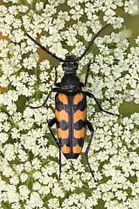 Leptura quadrifasciata, by Iifar