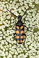 14 Leptura quadrifasciata female - Keila uploaded by Iifar, nominated by Iifar,  19,  0,  0