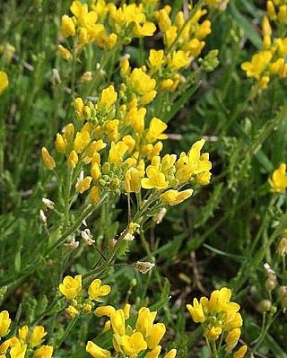 <i>Paysonia lyrata</i> Species of flowering plant