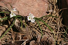 Leucojum-longifolium 1.JPG