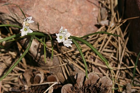 Acis_longifolia