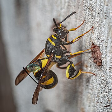 Leucospis dorsigera