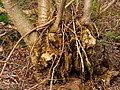 Levende takken op half vergane els (Alnus) Locatie, Natuurterrein De Famberhorst.