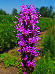 Liatris spicata Inflorescences