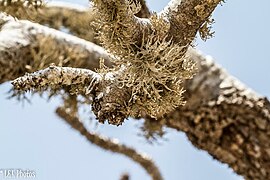 Lichens Tsimanampetsotsa.jpg