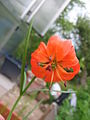 Lilium pumilum Flower in culture