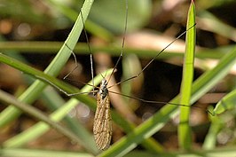 Limnophila (Limnophila) schranki