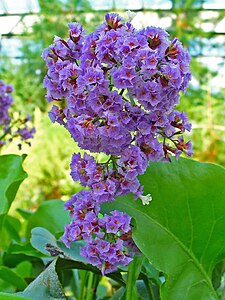 Limonium arborescens Inflorescence