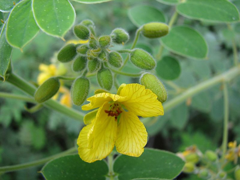 File:Lindheimer's Senna - Flickr - treegrow.jpg