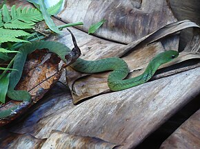 Beskrivelse av Liophis typhlus.JPG-bildet.