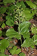 Listera caurina, (Northwestern Twayblade)