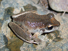 Litoria booroolongensis.jpg