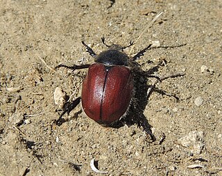 <i>Paracotalpa ursina</i> Species of beetle