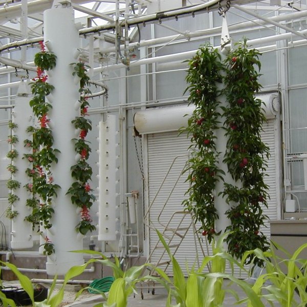 Plants Growing in the greenhouse, as seen from Living with the Land.