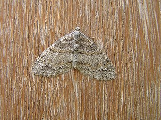 <i>Lobophora</i> (moth) Genus of moths