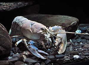 Lobster, National Lobster Hatchery 2.jpg