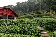 Longjing-teen tuotantoon käytettyjä pensaita Hangzhoun prefektuurin Xihun kaupunkipiirin Meijiawun kylässä.