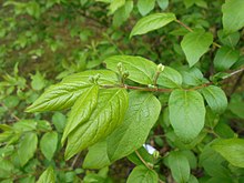 Lonicera ruprechtiana 2017-04-30 8929.jpg