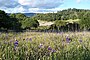 Lupinoj en Annadel State Park