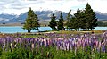 Lupins at Lake Tekapo, New Zealand