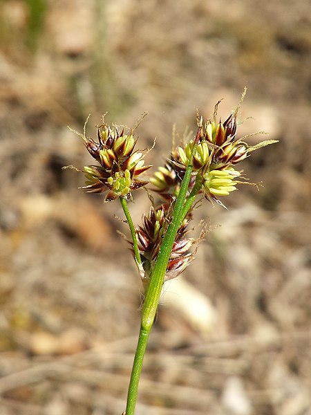 File:Luzula divulgata sl44.jpg