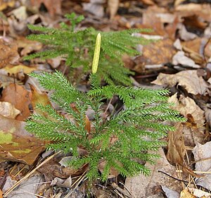 Lycopodium dendroideum.JPG