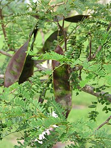 Lysiloma latisiliquum-levelek és magvak.jpg