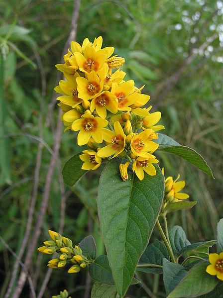 File:Lysimachia vulgaris (flowers) 1.jpg