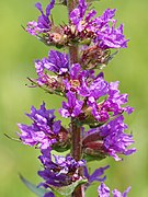 Lythrum salicaria